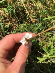 Epilobium pallidiflorum