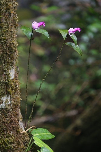 Sobralia decora, photograph 1