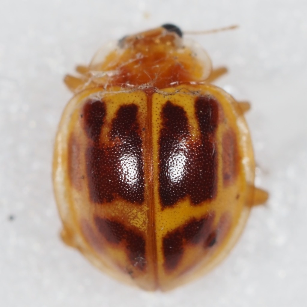 Psyllobora bakewellii