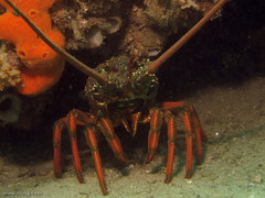 Sagmariasus verreauxi
