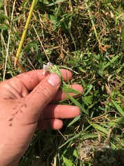 Epilobium pallidiflorum