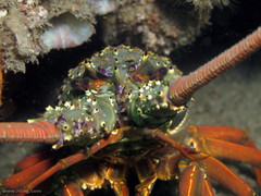 Sagmariasus verreauxi