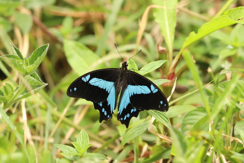 Broad Green-Banded Swallowtail