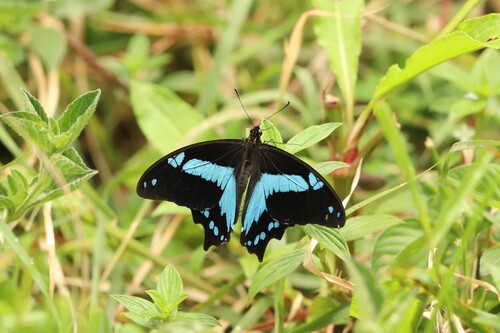 Broad Green-Banded Swallowtail
