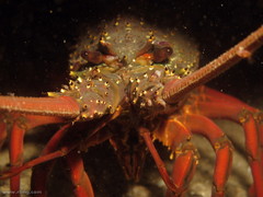 Sagmariasus verreauxi
