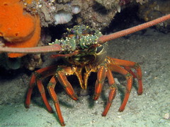 Sagmariasus verreauxi