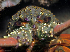 Sagmariasus verreauxi