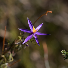 Calectasia intermedia