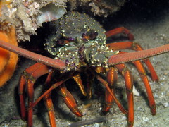 Sagmariasus verreauxi