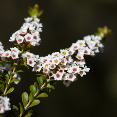 Thryptomene calycina