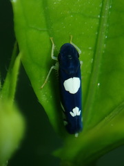 Juliaca satelles