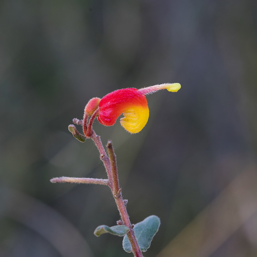 Alpine grevilliea (Grevillea alpina)