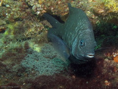 Parma oligolepis