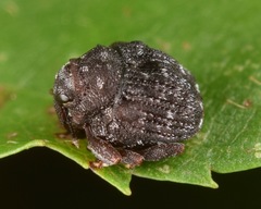 Craponius inaequalis