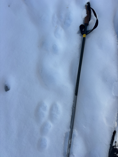 Snowshoe Hare observed by cmccurry