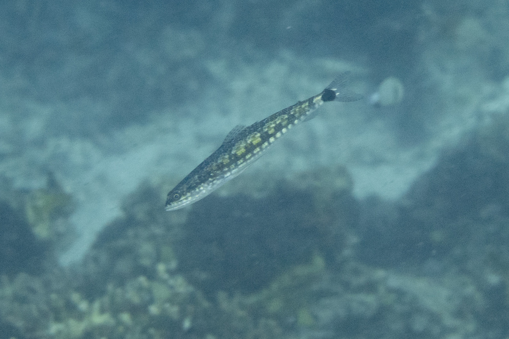Lighthouse lizardfish