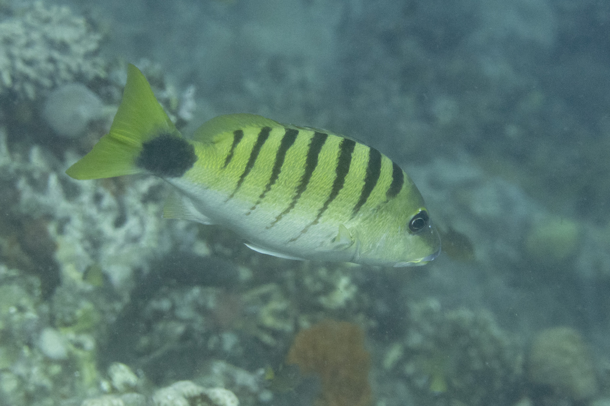 Black-Banded Snapper photo 6