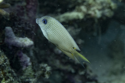 Twospot surgeonfish (Ctenochaetus binotatus) — Acanthuridae — 4