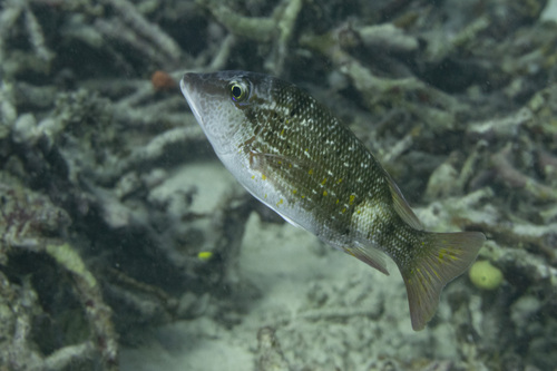 Orange-finned emperor (Lethrinus erythracanthus) — Lethrinidae — 4