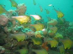 Pempheris affinis