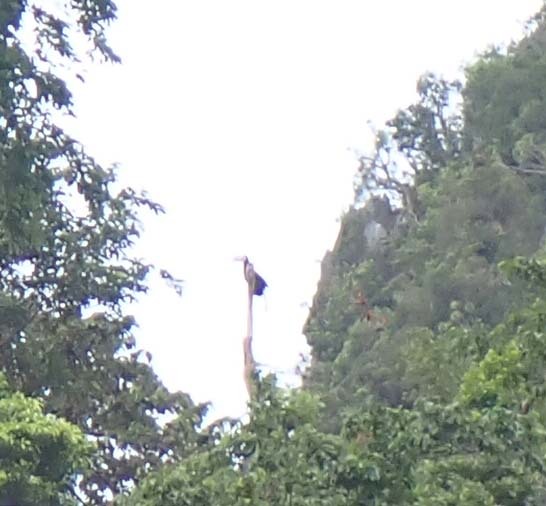 Palawan Hornbill (Anthracoceros marchei), photo 2