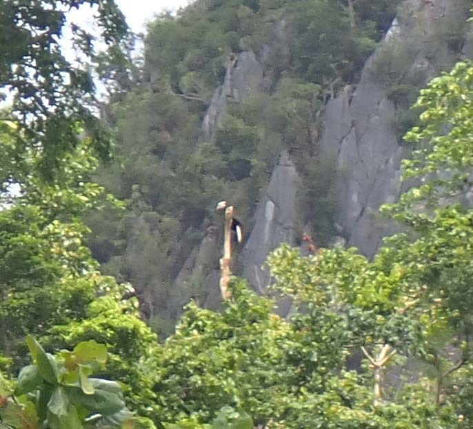 Palawan Hornbill (Anthracoceros marchei), photo 1