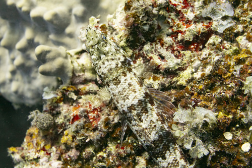Engleman's lizardfish (Synodus variegatus) — Synodontidae — 3