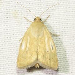Heliocheilus paradoxus