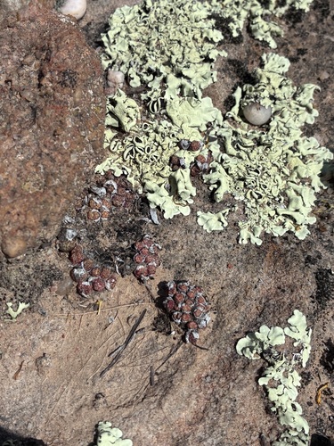 Conophytum luckhoffii