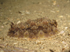 Dendrodoris krusensternii