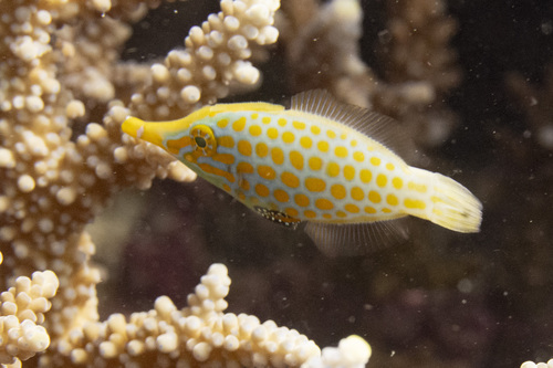 Beaked leatherjacket (Oxymonacanthus longirostris) — Monacanthidae — 3
