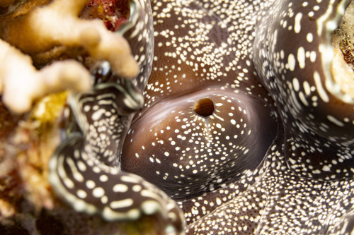 Fluted Giant Clam