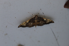 Pantographa