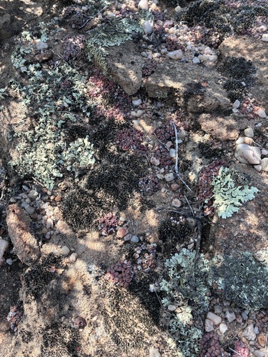 Conophytum luckhoffii