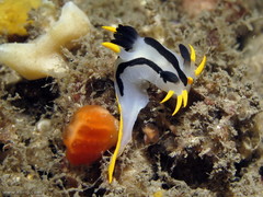 Polycera capensis