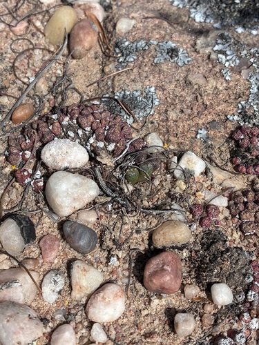 Conophytum luckhoffii
