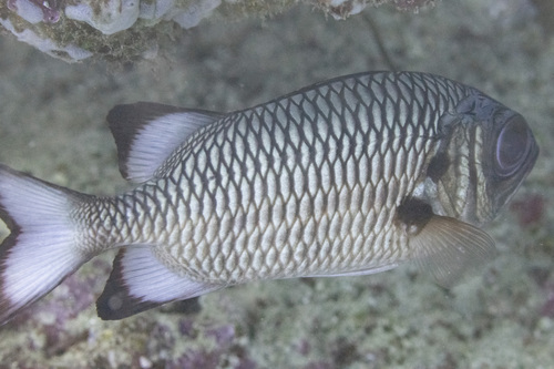 Blackfin soldierfish (Myripristis adusta) — Holocentridae — 4