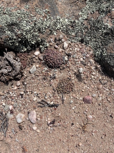 Conophytum luckhoffii