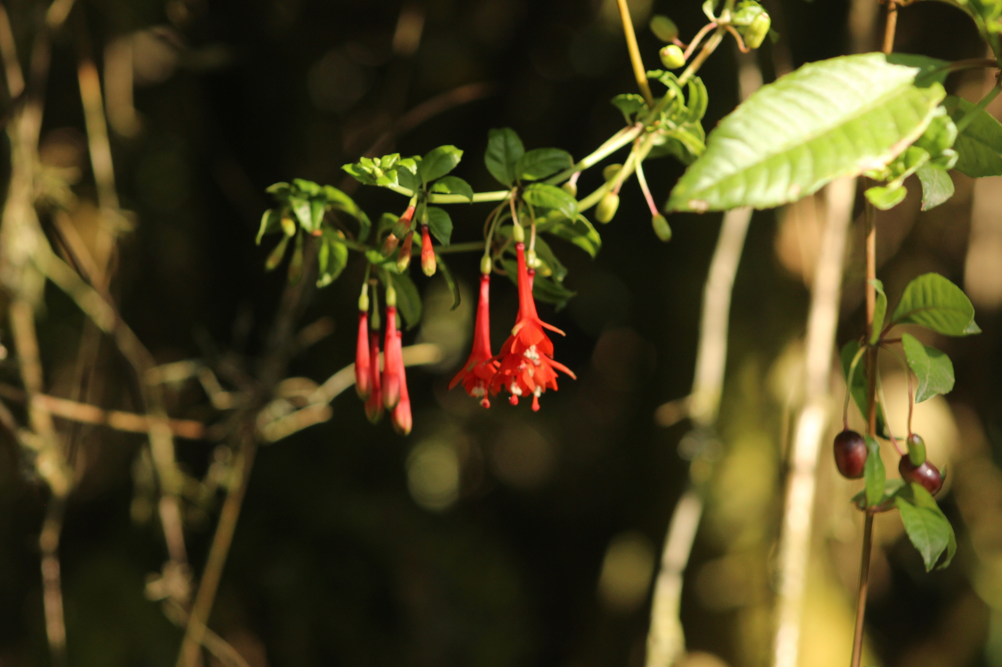 Fuchsia