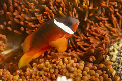 Amphiprion barberi