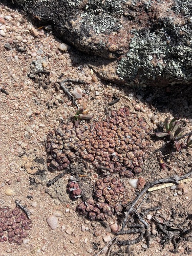Conophytum luckhoffii
