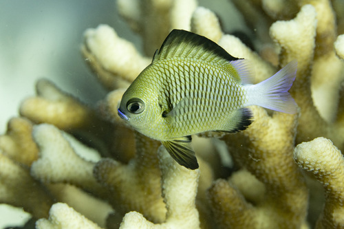 Netjuffertje (Dascyllus reticulatus) — Pomacentridae