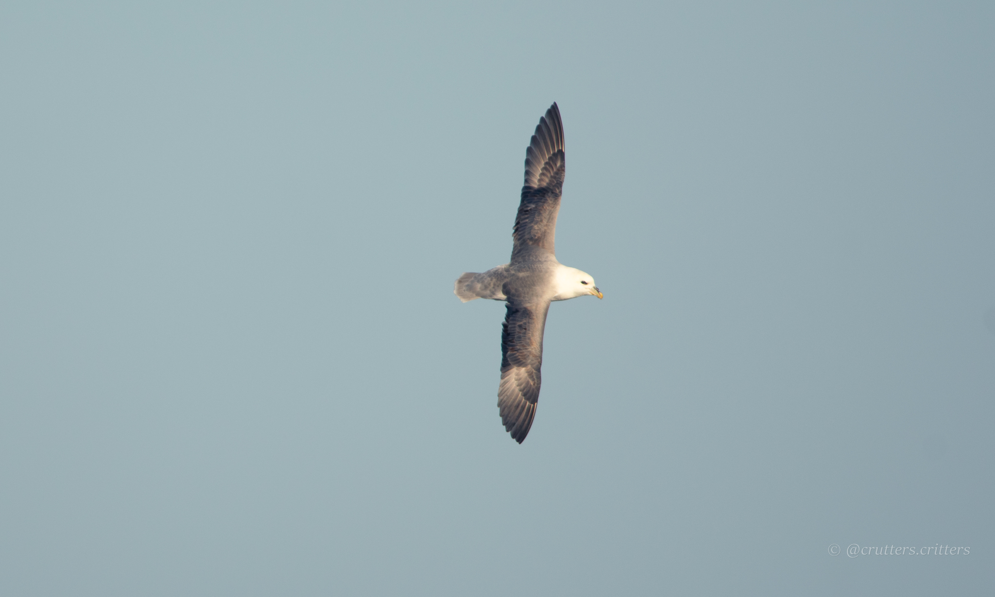 Northern Fulmar (Fulmarus glacialis), photo 8