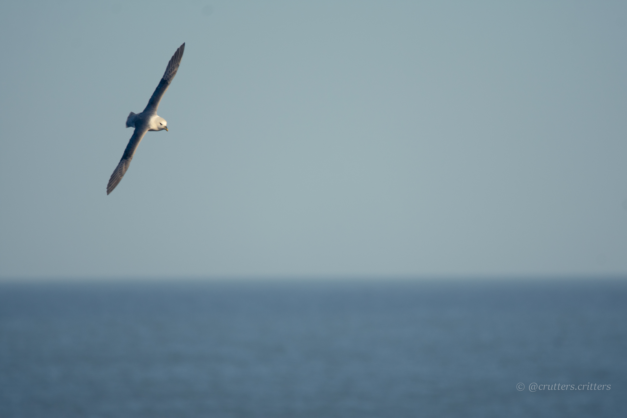 Northern Fulmar (Fulmarus glacialis), photo 9