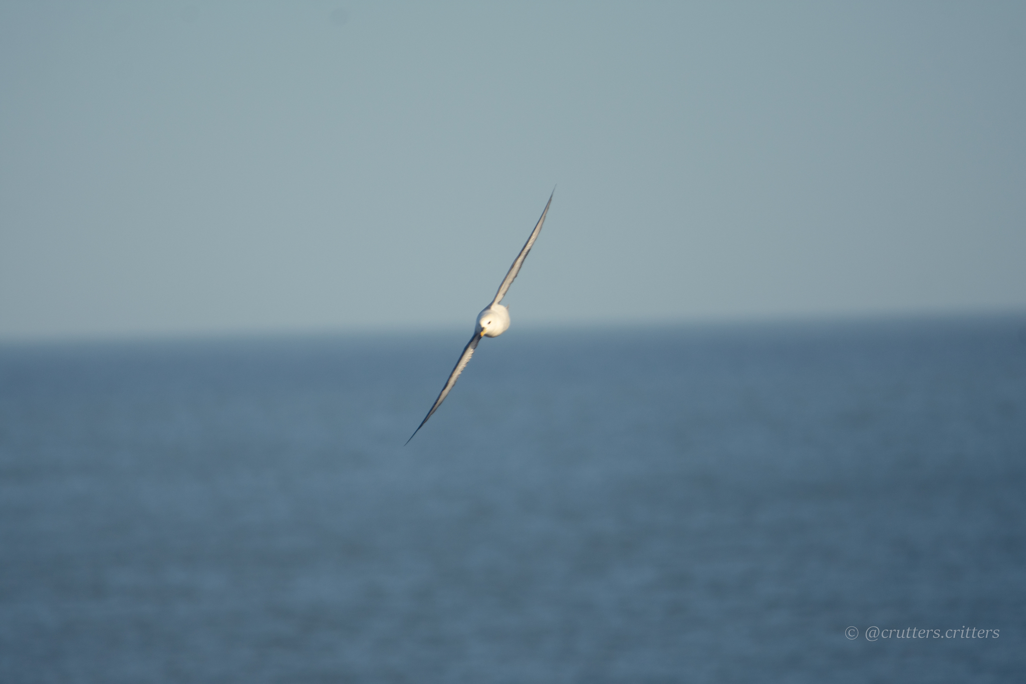 Northern Fulmar (Fulmarus glacialis), photo 10