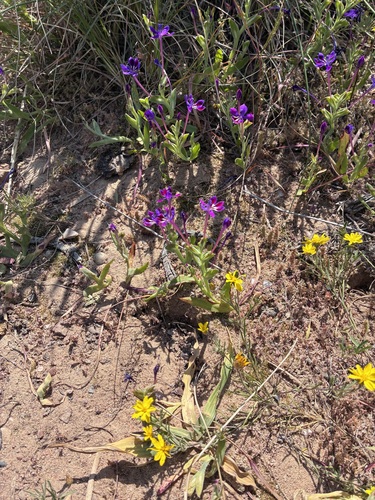 Purple Corn-lily (Lapeirousia jacquinii)