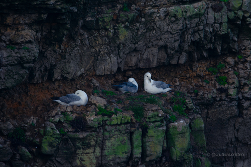 Northern Fulmar (Fulmarus glacialis), photo 5