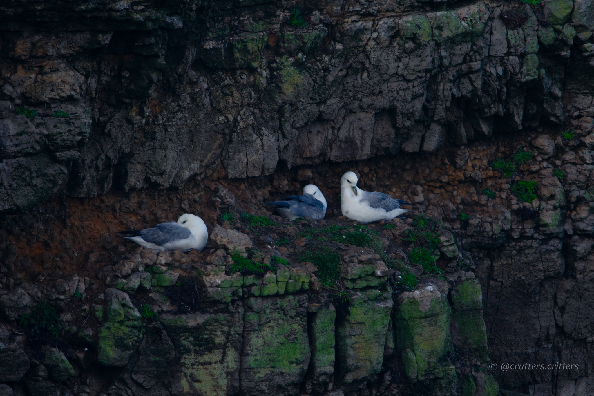 Northern Fulmar (Fulmarus glacialis), photo 6
