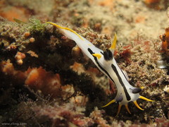 Polycera capensis