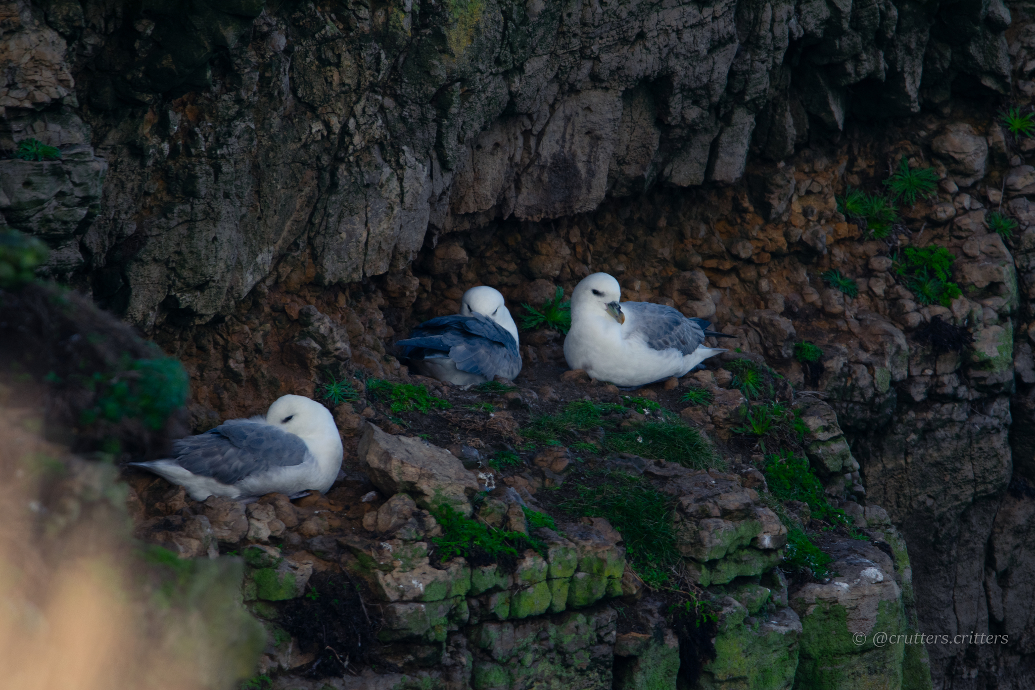 Northern Fulmar (Fulmarus glacialis), photo 7
